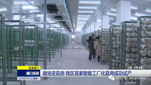 豬場蝶變菇房，人工智能賦能我區農業轉型升級